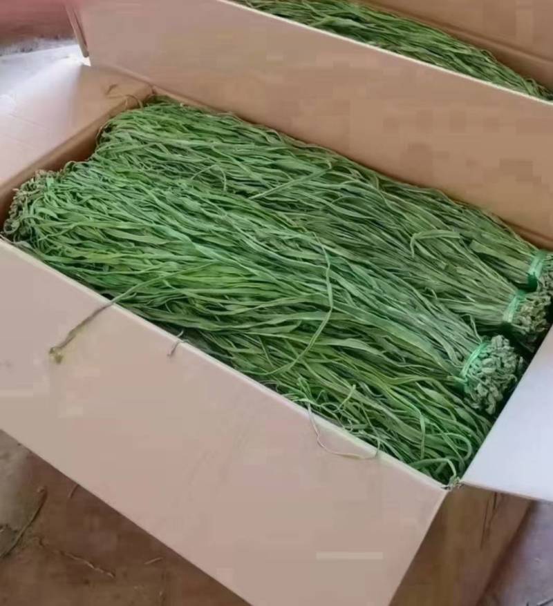 【精品】贡菜质量保证诚信为本对接全国电商商超市场