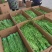 【精品】贡菜质量保证诚信为本对接全国电商商超市场