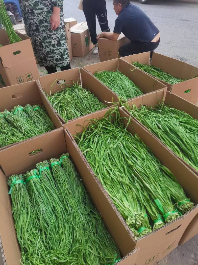 【精品】贡菜质量保证诚信为本对接全国电商商超市场