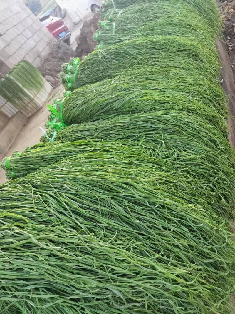 【精品】贡菜质量保证诚信为本对接全国电商商超市场
