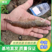 福建南美白对虾活虾规格齐全产地直发质量包装诚信经营