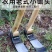 家用锄头老式农具多功能种菜除草神器挖地锰钢小锄头农用工具