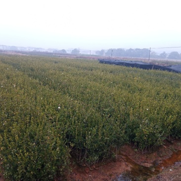 嫁接油茶
