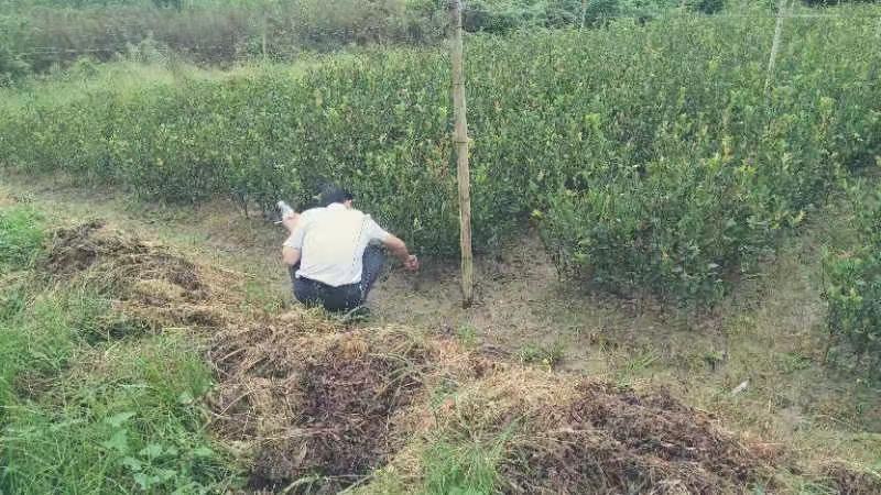 嫁接油茶