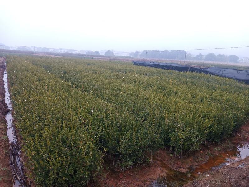 嫁接油茶