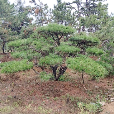 造型黑松景观松基地