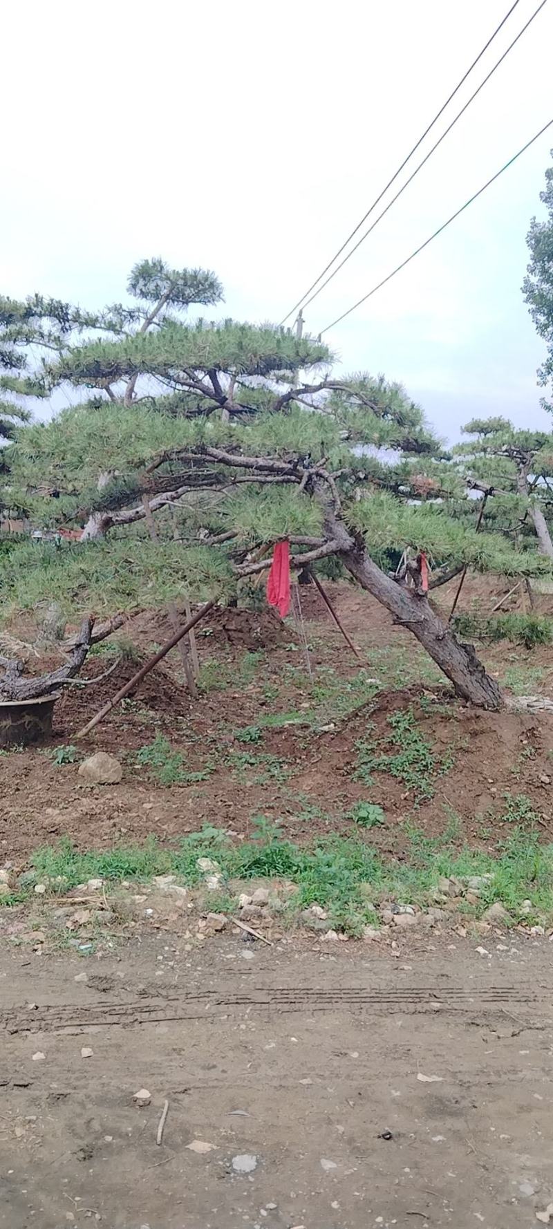 造型黑松景观松基地