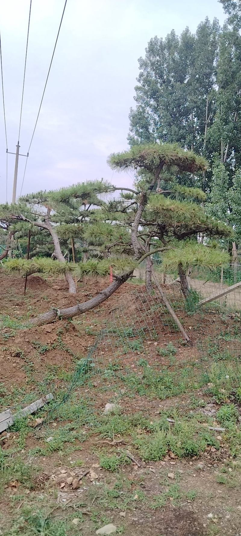 造型黑松景观松基地