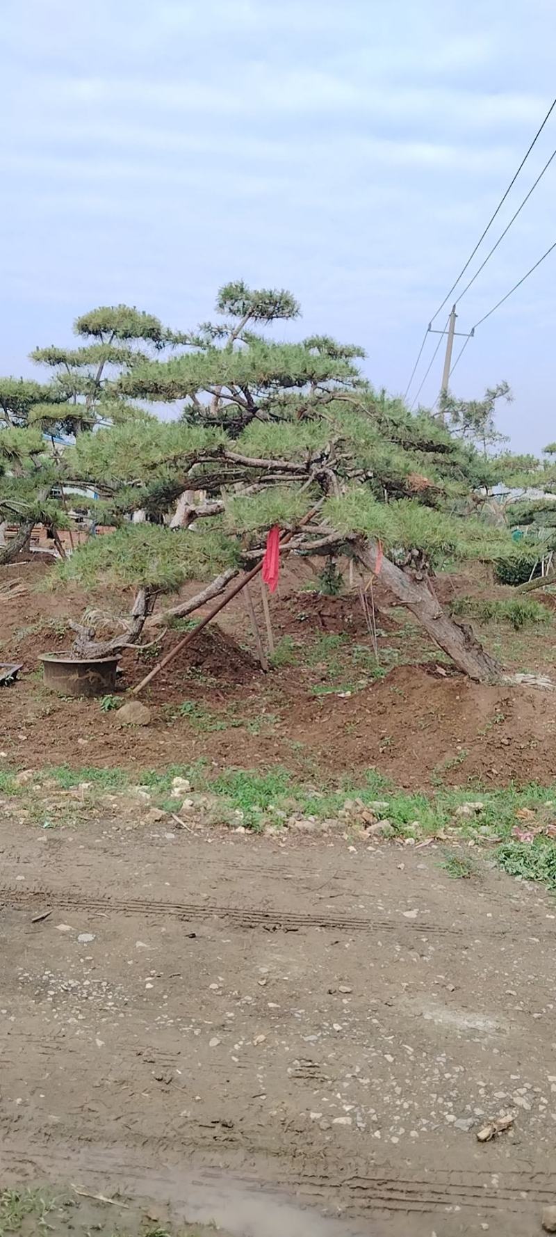 造型黑松景观松基地