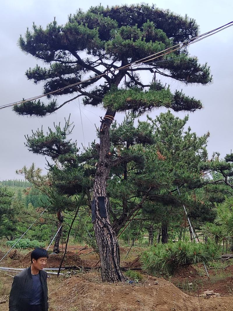 造型黑松景观松基地