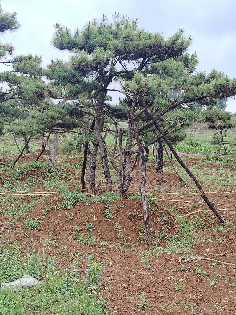 造型黑松景观松基地