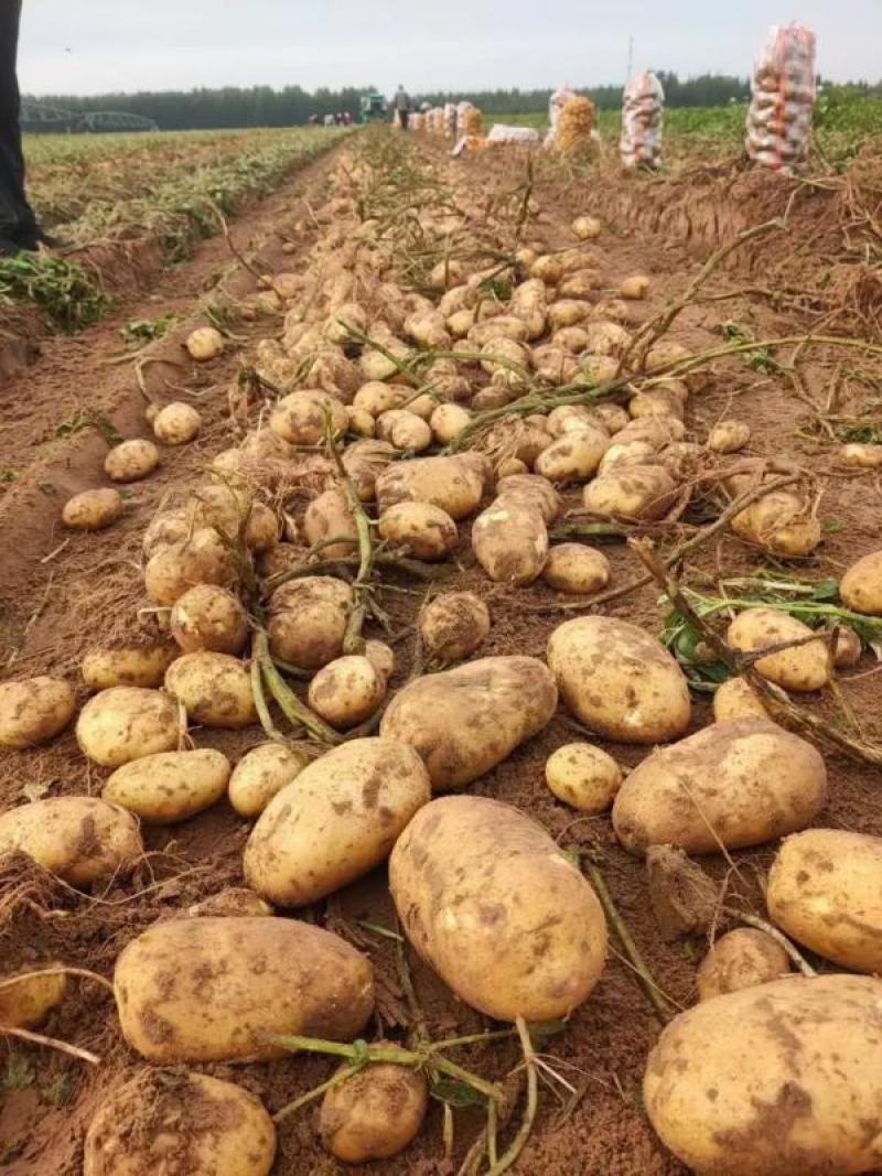 荷兰土豆十五山东产区大量上市保证质量价格实惠欢迎联系
