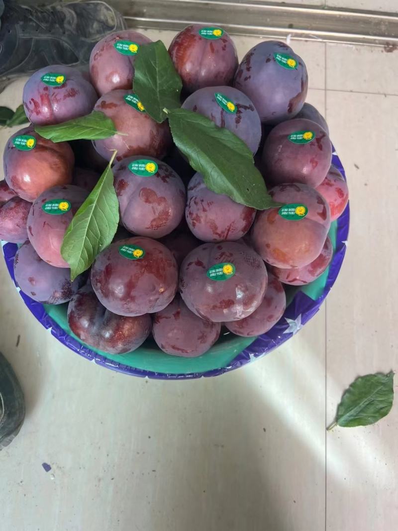 辽宁黑布林李子，果粉好，口感香脆酸甜口，耐储存，欢迎电联