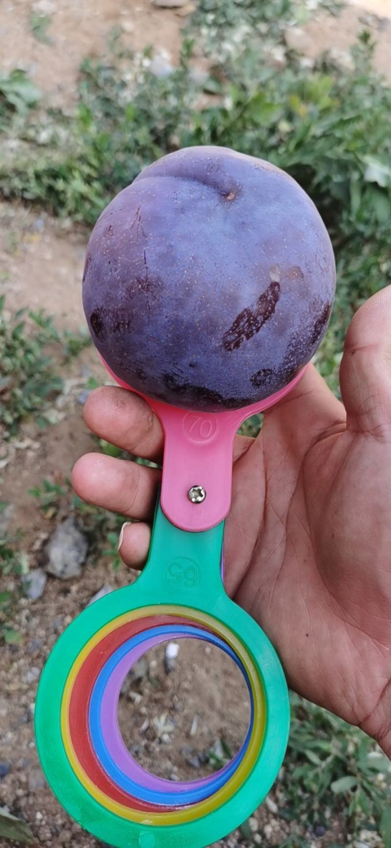 辽宁黑布林李子，果粉好，口感香脆酸甜口，耐储存，欢迎电联
