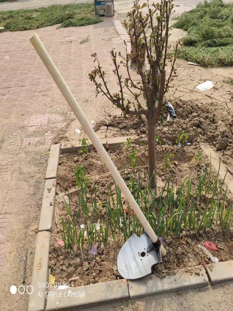 种地锄头翻地松土挖笋神器土老式坎土曼撅头开沟农具工具农用