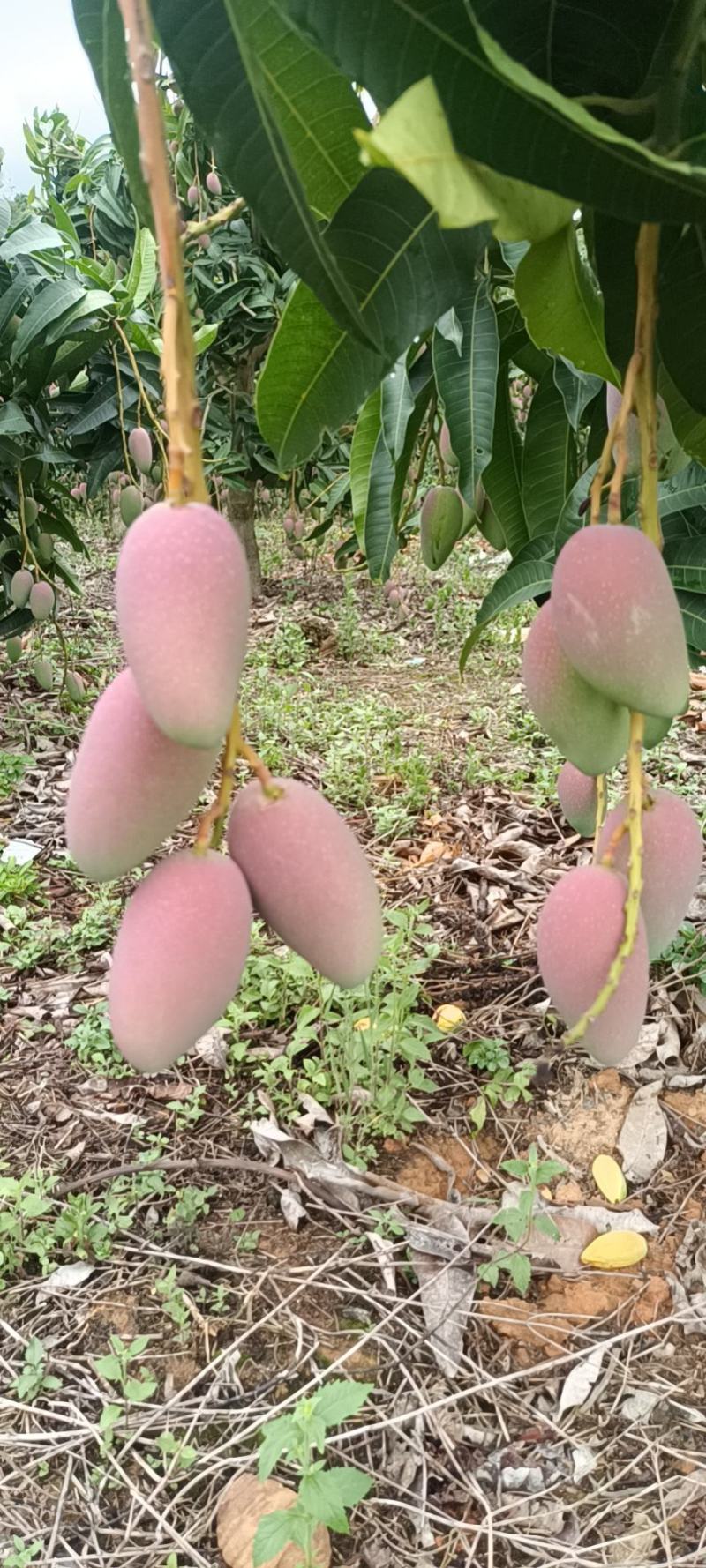 广西贵妃芒规矩齐度好耐运输果细色亮无黑点产地直销