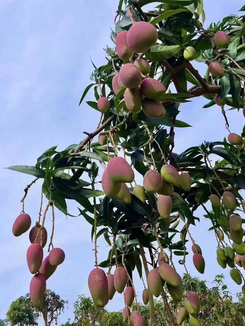 广西贵妃芒规矩齐度好耐运输果细色亮无黑点产地直销