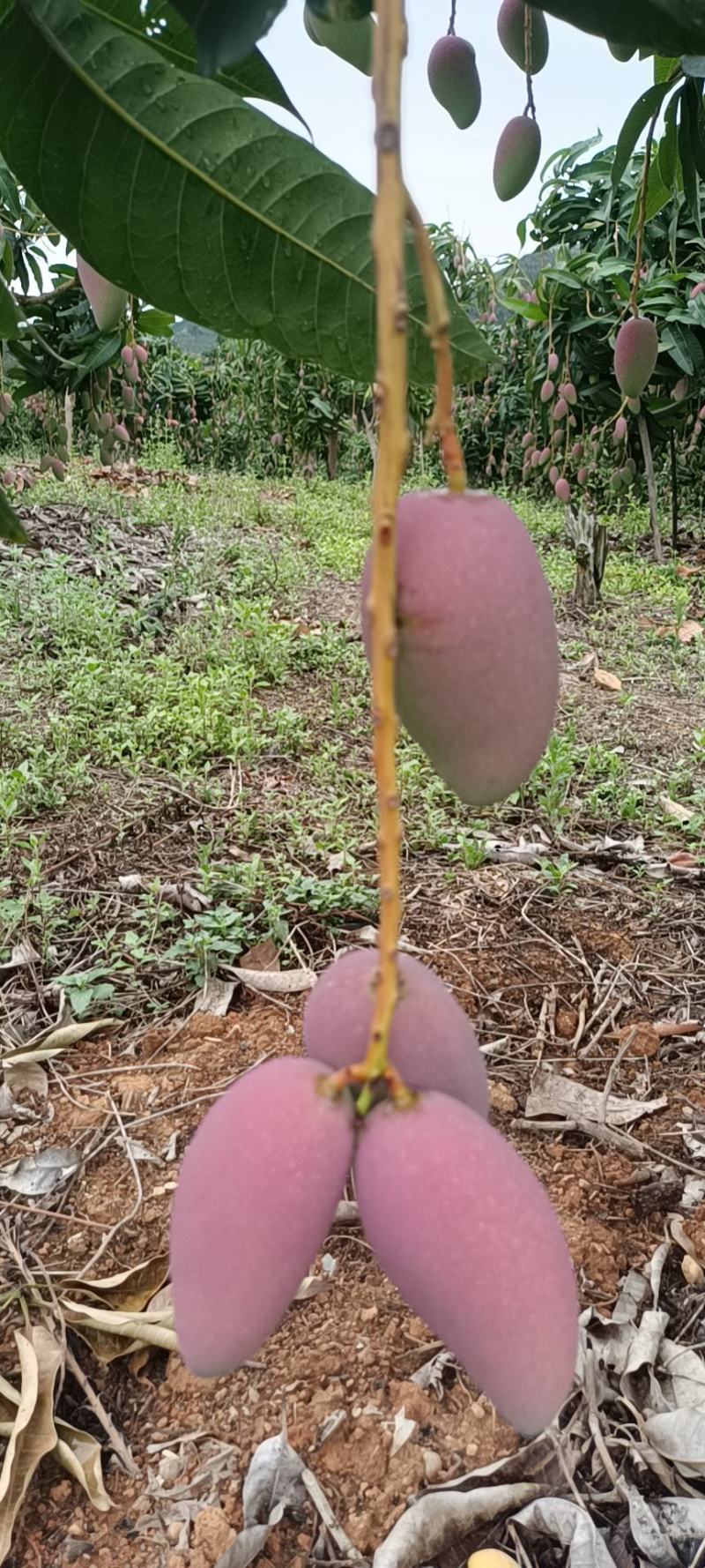 广西贵妃芒规矩齐度好耐运输果细色亮无黑点产地直销