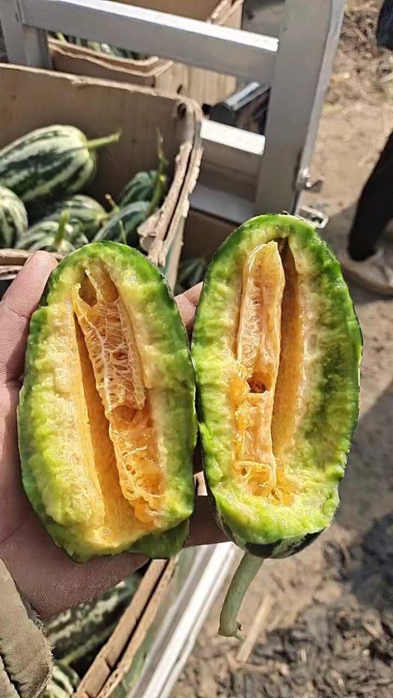 博洋九一甜瓜，香甜可口，大量上市，唐山乐亭县甜瓜产地直供