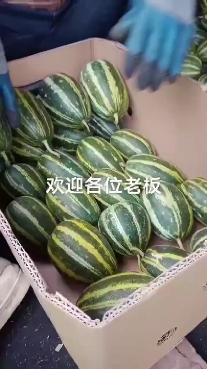 博洋九一甜瓜，香甜可口，大量上市，唐山乐亭县甜瓜产地直供