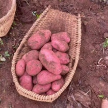 土豆🥔