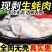 鲜活生蚝现剥生蚝肉去壳海蛎子肉牡蛎肉火锅烧烤海蛎煎肉批发