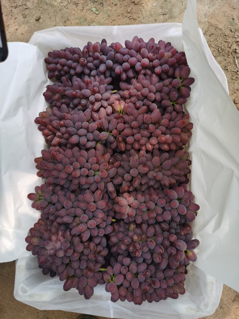 辽南精品茉莉香葡萄大量上市中，口感香甜，供应全国市场
