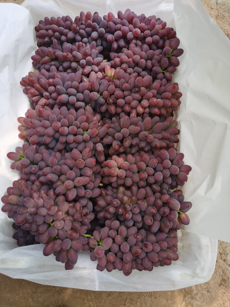 辽南精品茉莉香葡萄大量上市中，口感香甜，供应全国市场