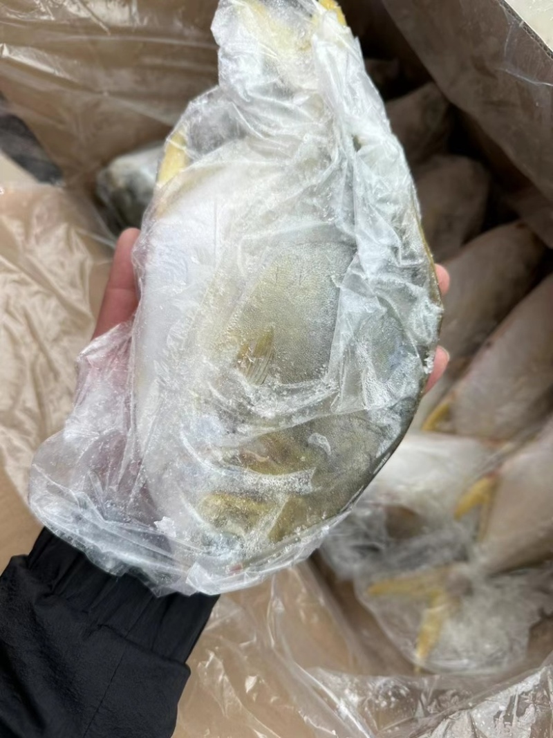 金鲳鱼平鱼海鱼金昌鱼无冰鲳鱼肉鲳鱼富贵鲳黄鲳鱼
