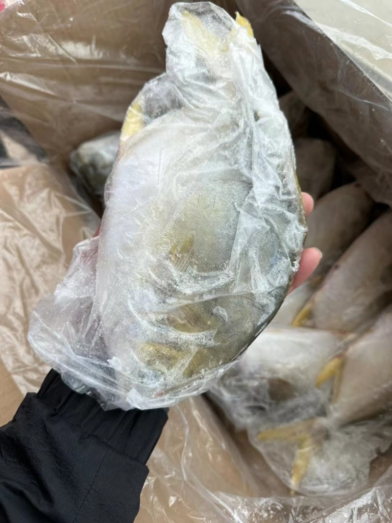 金鲳鱼平鱼海鱼金昌鱼无冰鲳鱼肉鲳鱼富贵鲳黄鲳鱼