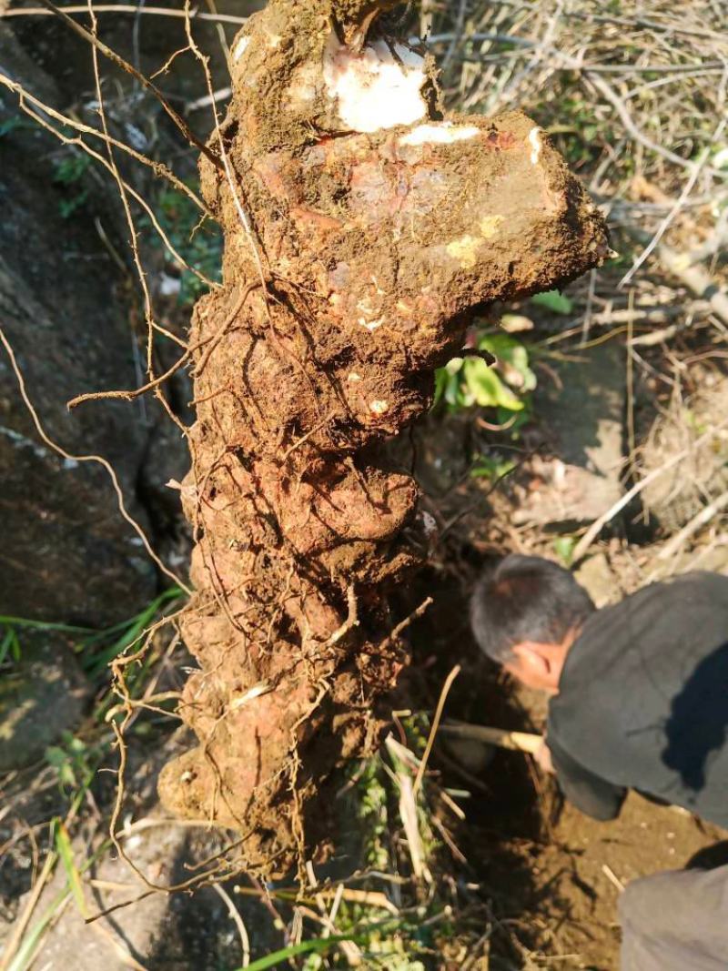 广西野生土茯苓白肉粉质/手工切片/精心挑选欢迎电联采购