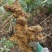 广西野生土茯苓白肉粉质/手工切片/精心挑选欢迎电联采购