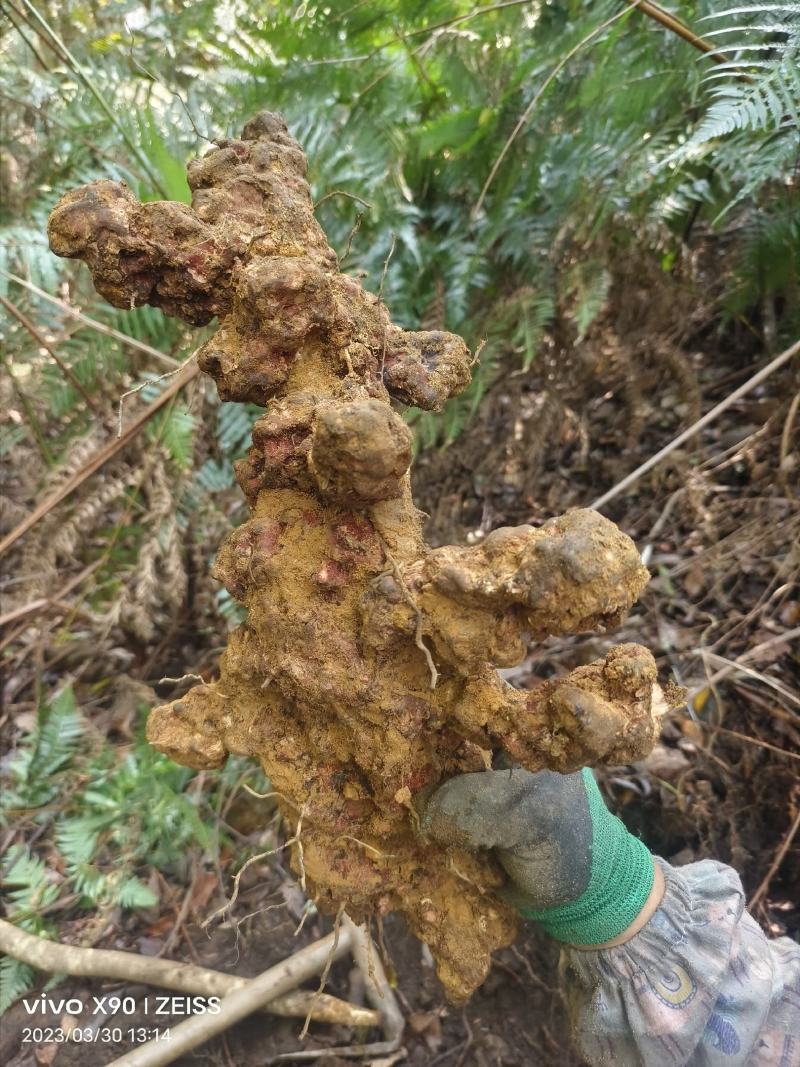 广西野生土茯苓白肉粉质/手工切片/精心挑选欢迎电联采购