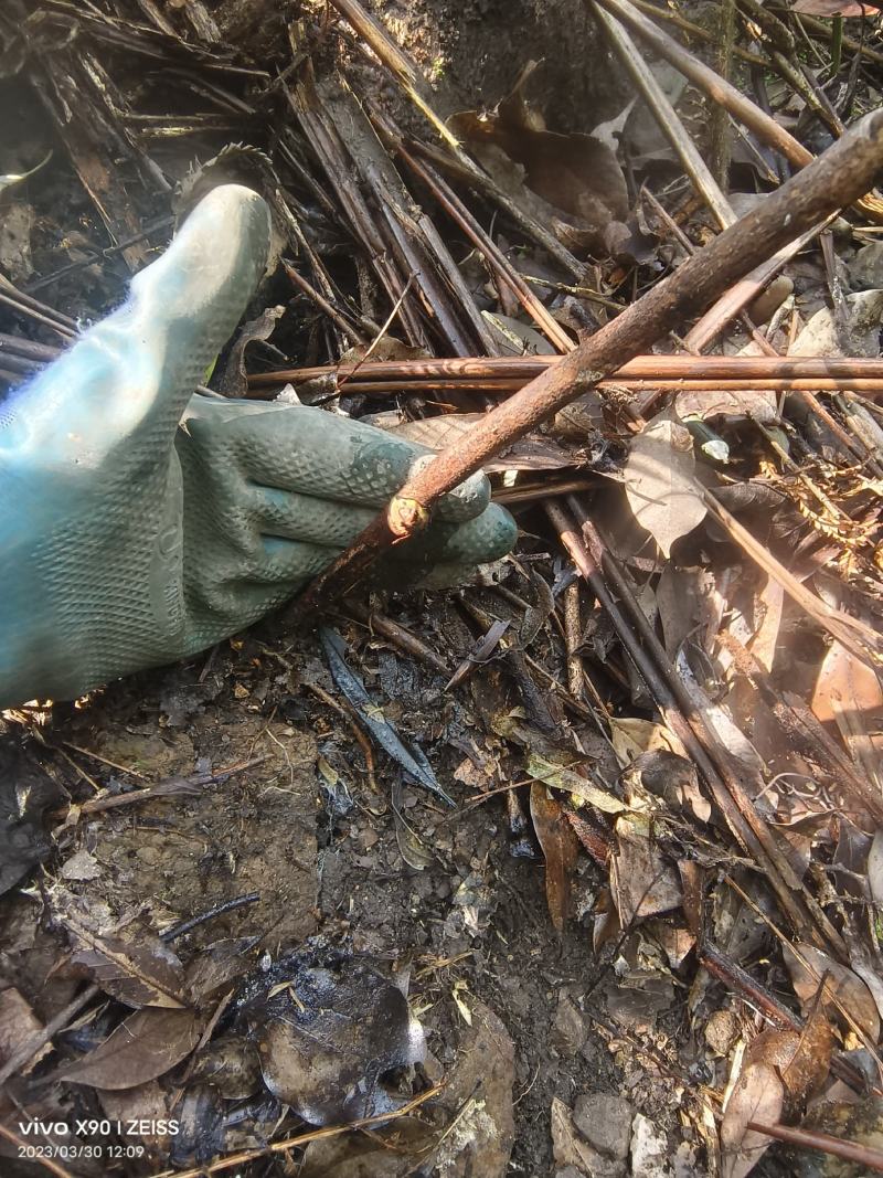 广西野生土茯苓白肉粉质/手工切片/精心挑选欢迎电联采购