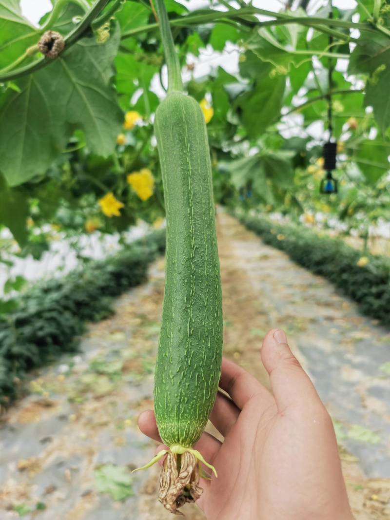【一手货源】江苏短丝瓜香丝瓜油皮丝瓜产地直发质量好