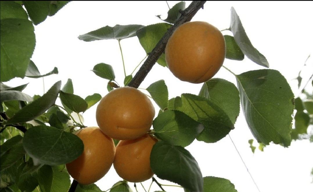 展示一片整齐规划的凯特杏果园,果树排列有序,果实挂满枝头 凯特杏果园全景