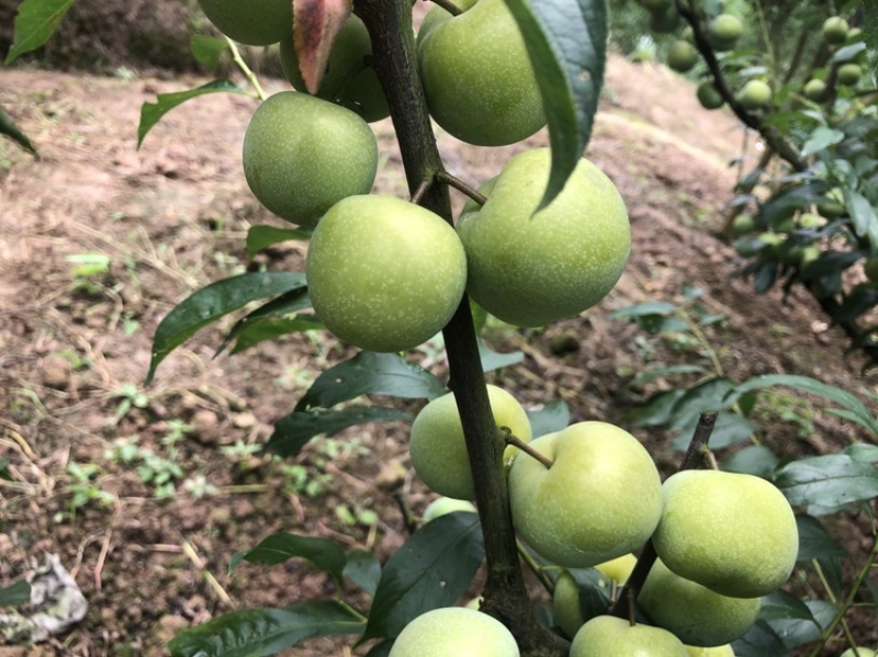 四川李子吃得了