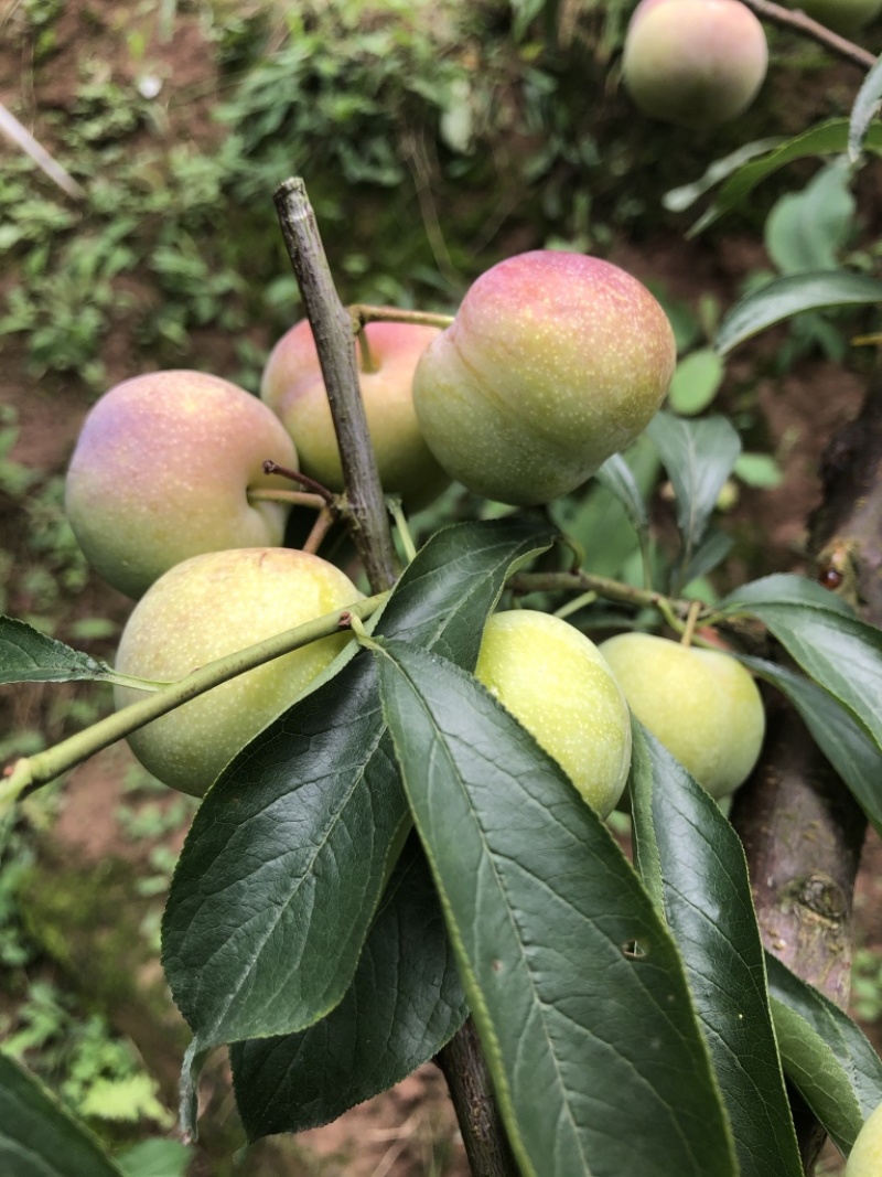 四川李子吃得了