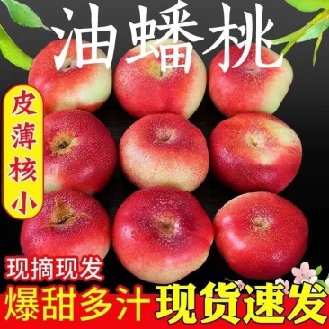 河北油蟠桃大量上市了[口感脆甜]产地直供.大量有货