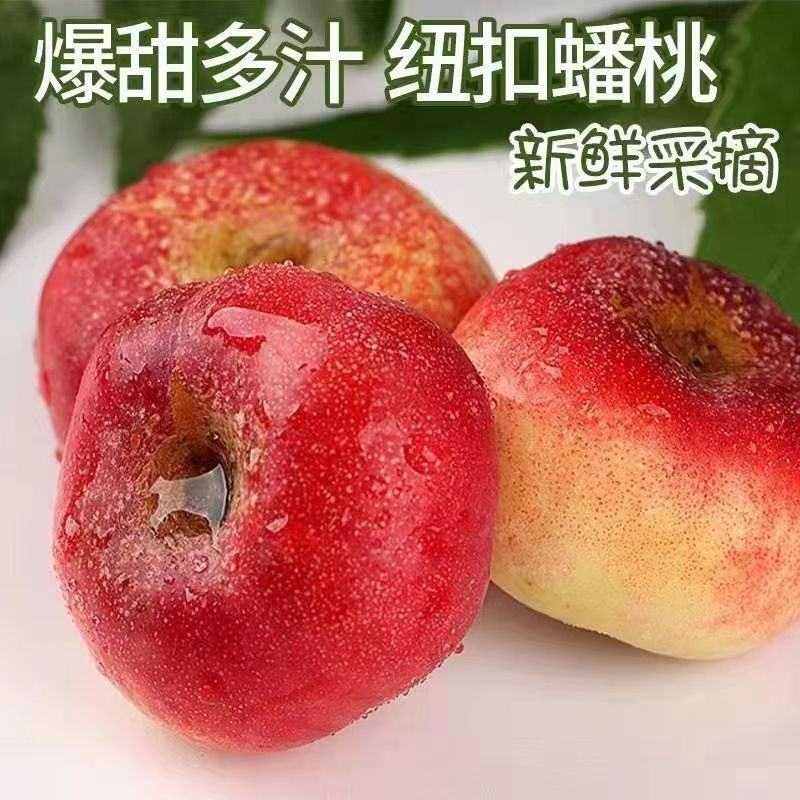 河北油蟠桃大量上市了[口感脆甜]产地直供.大量有货