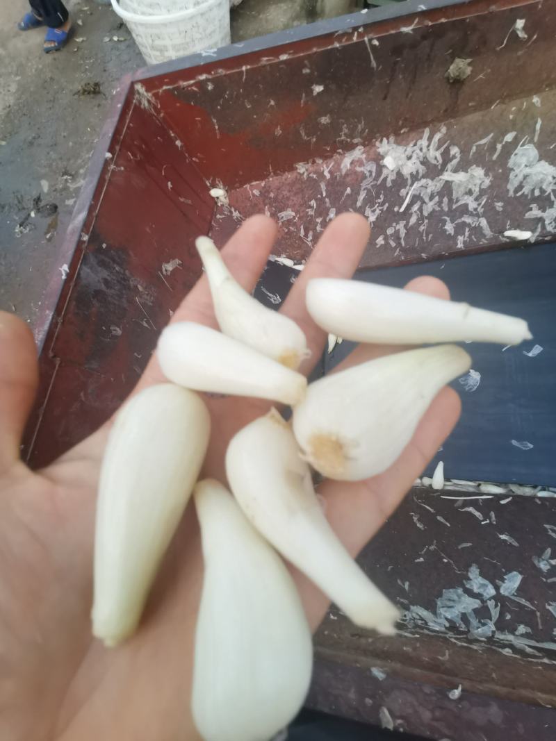 新鲜四川藠头去叶藠头荞头时令蔬菜农家自种小蒜茭头光藠