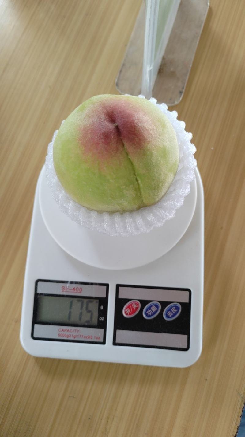 凤桥水蜜桃，硬吃脆甜熟了剥皮味鲜多汁，期待各大采购光临