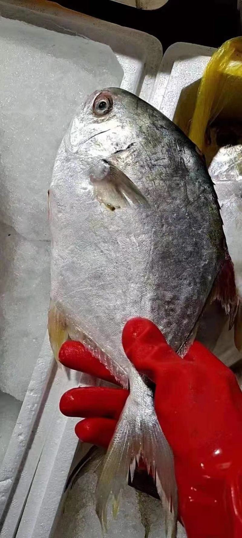 连云港水产金鲳鱼，海水养殖，大量有货，欢迎实地看货