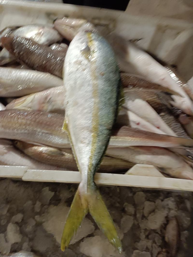 连云港水产金鲳鱼，海水养殖，大量有货，欢迎实地看货