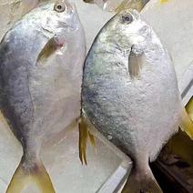 连云港水产金鲳鱼，海水养殖，大量有货，欢迎实地看货