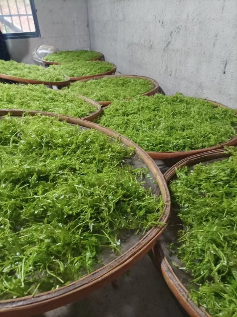 张家界高山茅岩苺