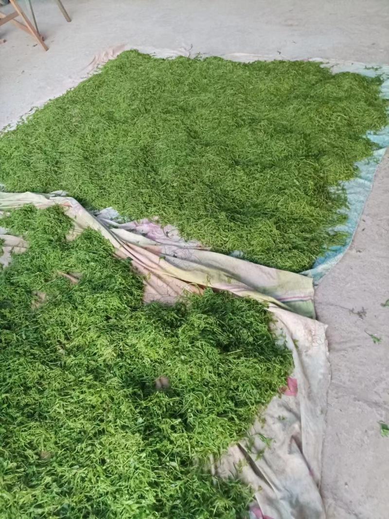 张家界高山茅岩苺