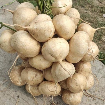 广西精品凉薯，豆薯，质量好，价格优，全国发货，量大从优