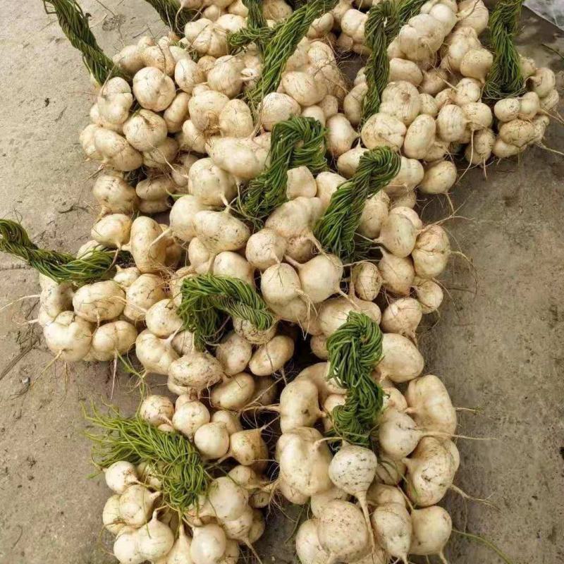 广西精品凉薯，豆薯，质量好，价格优，全国发货，量大从优