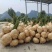 广西精品凉薯，豆薯，质量好，价格优，全国发货，量大从优